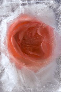 rosa of Flower frozen in ice, art winter background.