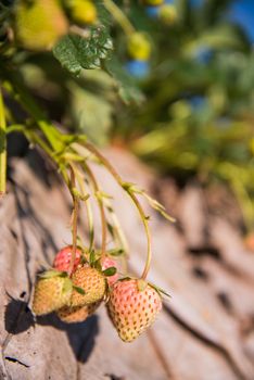 strawberry garden at doi angkhang mountain, chiangmai : thailand