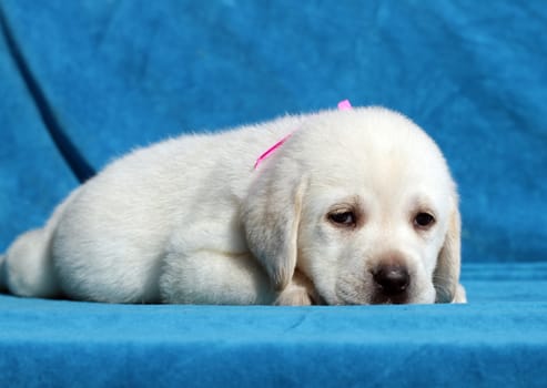 happy yellow labrador puppy laying on blue background close up