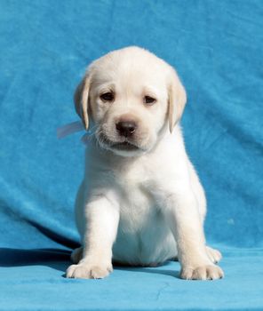 happy yellow labrador puppy sitting on blue background