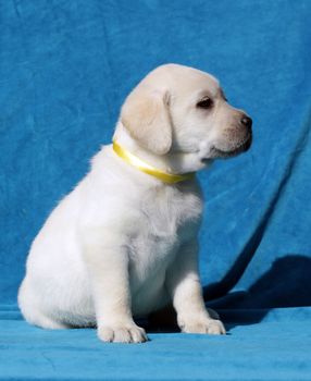 happy yellow labrador puppy sitting on blue background