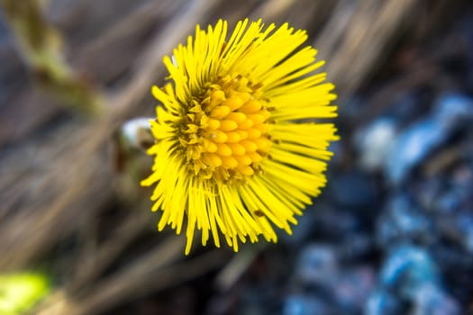 a coltsfoot at spring