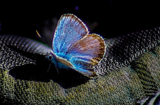 a blue butterfly on my shoe