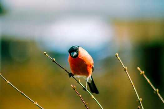 a curious bullfinch staring at me