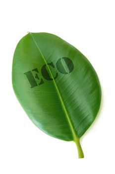 Eco printed on a leaf over a white background 