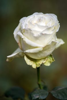 White rose flowers with buds in garden