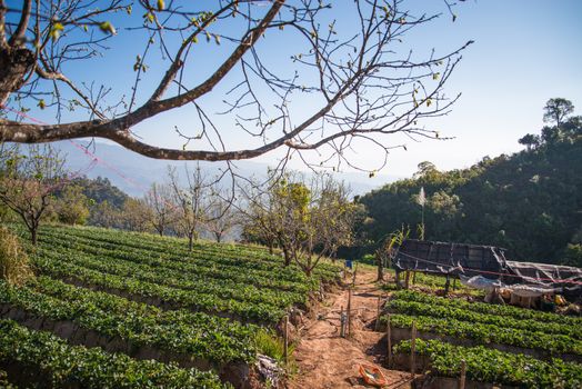 Strawberry garden at Doi Ang Khang , Chiang Mai, Thailand.