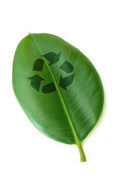 Recycling symbol printed on a leaf over a white background 