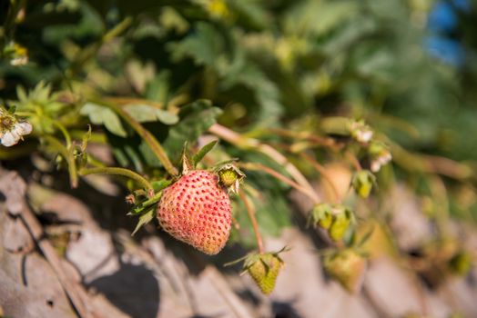 strawberry garden at doi angkhang mountain, chiangmai : thailand