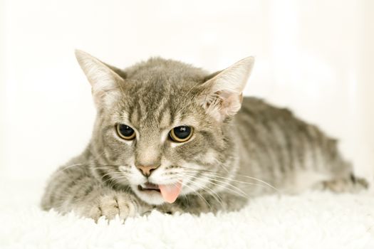 cat recovering from an anaesthetic after an operation