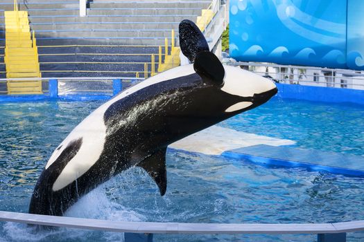 A killer whale, Orcinus Orca