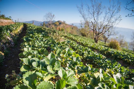 Strawberry garden at Doi Ang Khang , Chiang Mai, Thailand.