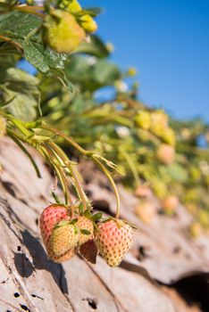 strawberry garden at doi angkhang mountain, chiangmai : thailand