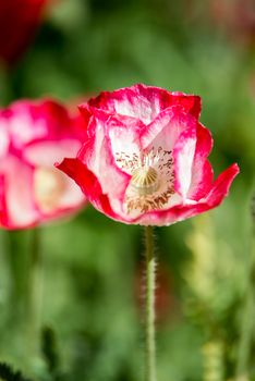 Pink poppy flower in the garden