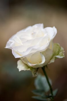 White rose flowers with buds in garden