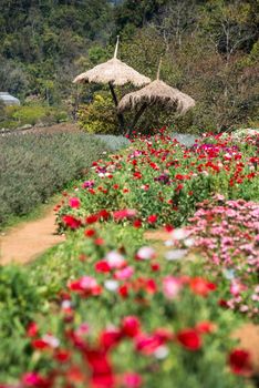 View of doi angkhang Mountain, Chiang Mai, Thailand