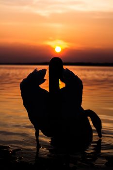 The pair of swans in a lake at sunset