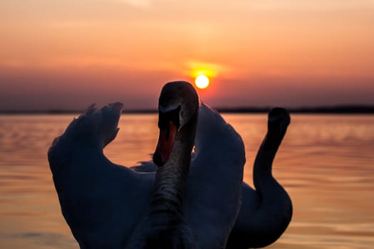 The pair of swans in a lake at sunset
