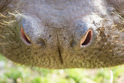 Closeup of the nose of a hippopotamus, Hippopotamus amphibious