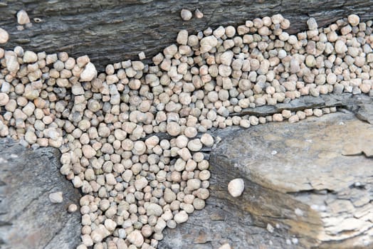 Littorina or periwinkles snails in the rocky tidal zone of south korea at low tide