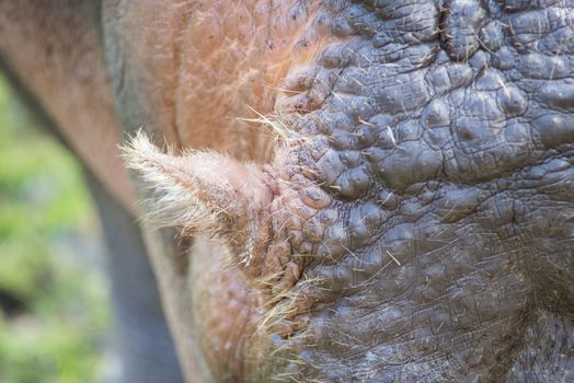 Closeup of the ear of a hippopotamus, Hippopotamus amphibious on a sunny day