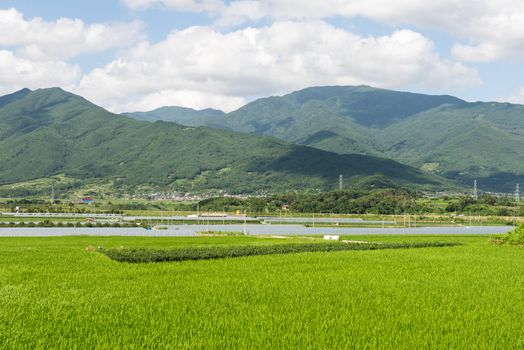 Green landscape in South Korea with rice fields and mountains