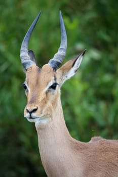 Portrait of an alert young impala antelope in Africa