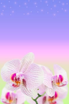 Gentle spotted orchids on blurred gradient background with copy-space area