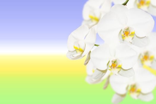 Pure white orchid flowers on natural blurred gradient background with copy-space