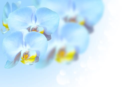 Tropical exotic blue orchid flowers over gradient blurred background with free area for text