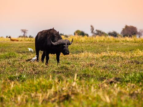 Big black buffalo in grasslands of Chobe Riverside