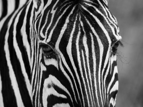 Detailed zebra portrait in black and white (Moremi Game Reserve, Botswana)