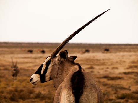 Side view of oryx antelope (Oryx gazella)