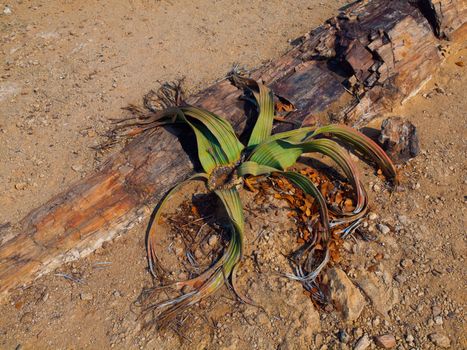 Welwitschia mirabilis - endemic plant to the Namib desert within Namibia and Angola.