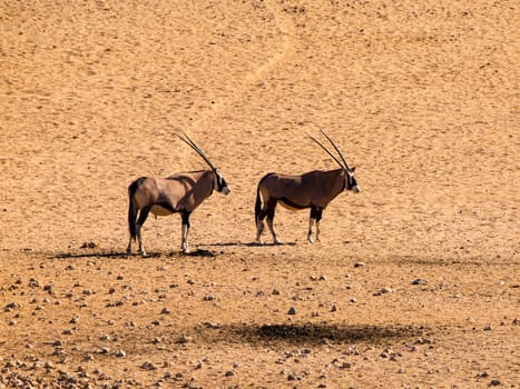 Two oryx antelopes near Aus waterhole (Namibia)