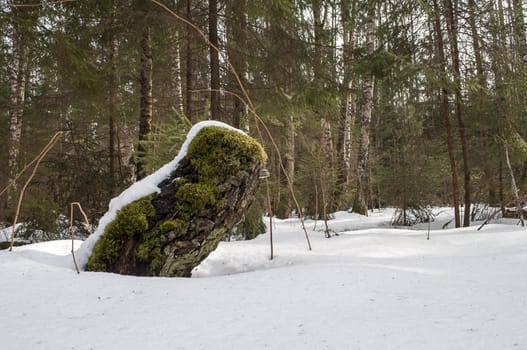 Old mossy stump under snow in the forest, early spring