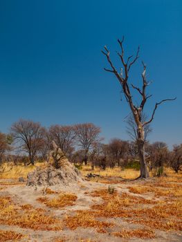 Termite hill in Okavango region (Moremi Game Reserve, Botswana)