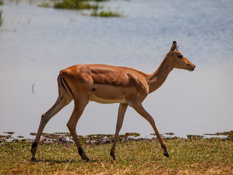 Young impala on safari game drive (Okavango region, Botswana)
