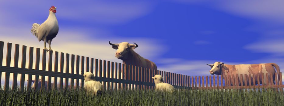 One rooster standing on a wood fence while crowing in the morning light famrland