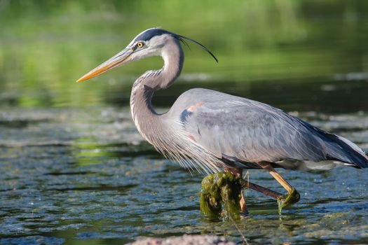 Great Blue Heron fishing in the low lake waters.