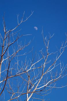 Close up on many branches of a winter tree and blue sky with beautiful moon