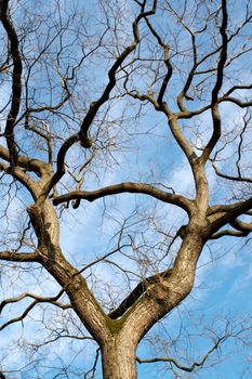 Close up on many branches of a winter tree and blue sky