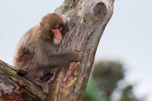 Macaque (Snow) Monkey's playing in a tree