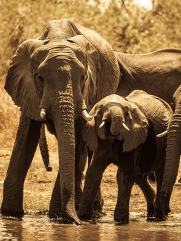 Two african elephants at water hole (sepia photography)