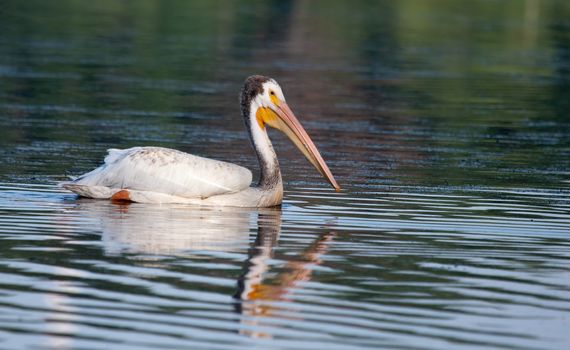 White Pelican (Pelecanus erythrorhynchos) swimming in a lake