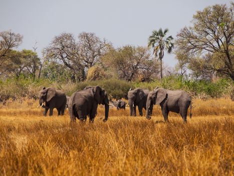 Elephant herd during safari game drive (Moremi Game Reserve, Okavago region, Botswana) 