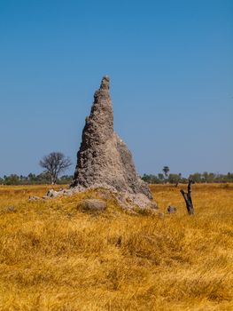 Termite hill in Okavango region (Moremi Game Reserve, Botswana)