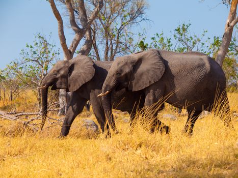 Walking african elephant in bushland (Botswana)