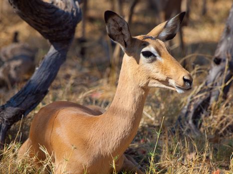 Young female impala (Aepyceros melampus)