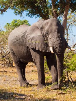 Standing african elephant in sunny day